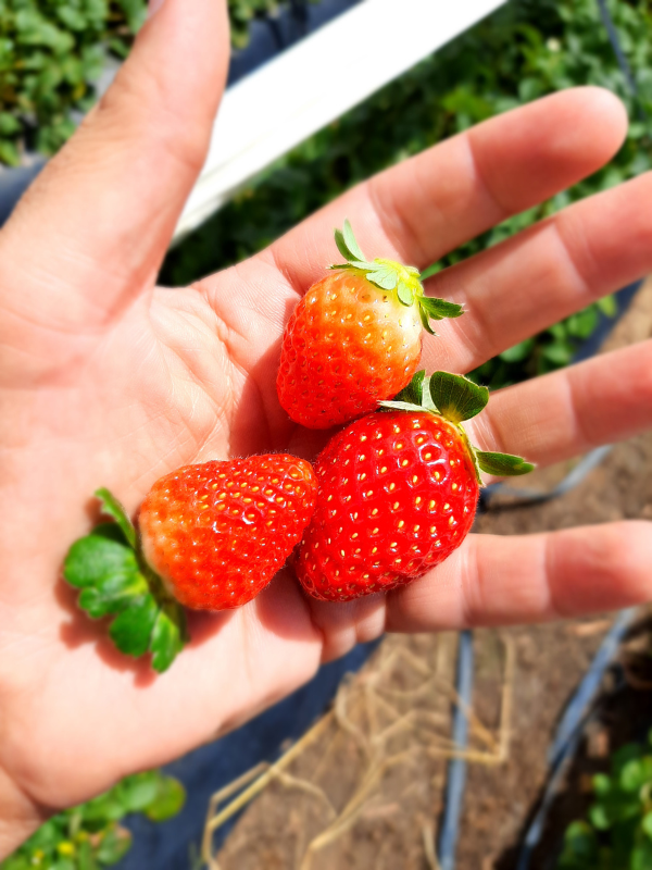 Morangos COOPCHAPADA