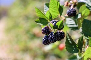COOPCHAPADA, produtora de morango, amora, mirtilo, framboesa e maracujá