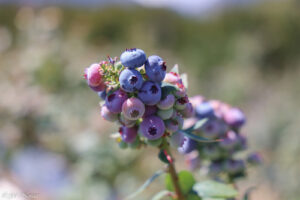 COOPCHAPADA, produtora de morango, amora, mirtilo, framboesa e maracujá