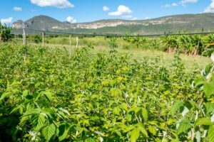 COOPCHAPADA, produtora de morango, amora, mirtilo, framboesa e maracujá