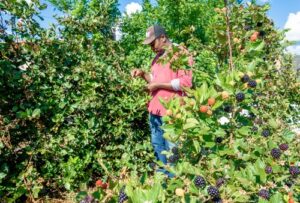 COOPCHAPADA, produtora de morango, amora, mirtilo, framboesa e maracujá