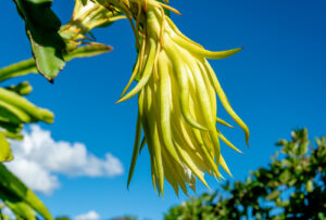 COOPCHAPADA, produtora de morango, amora, mirtilo, framboesa e maracujá