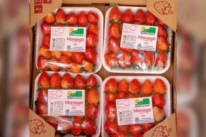 COOPCHAPADA, produtora de morango, amora, mirtilo, framboesa e maracujá