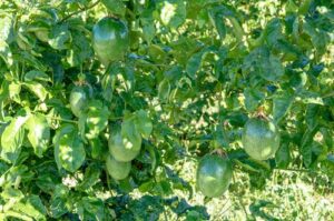 COOPCHAPADA, produtora de morango, amora, mirtilo, framboesa e maracujá