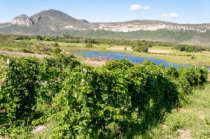 COOPCHAPADA, produtora de morango, amora, mirtilo, framboesa e maracujá