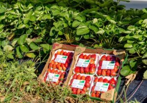 COOPCHAPADA, produtora de morango, amora, mirtilo, framboesa e maracujá