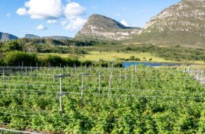 COOPCHAPADA, produtora de morango, amora, mirtilo, framboesa e maracujá