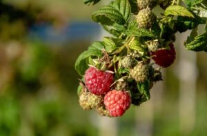 COOPCHAPADA, produtora de morango, amora, mirtilo, framboesa e maracujá