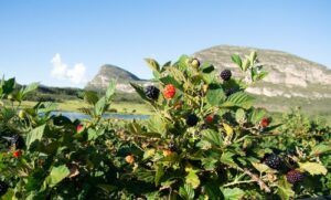 COOPCHAPADA, produtora de morango, amora, mirtilo, framboesa e maracujá