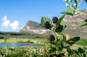 COOPCHAPADA, produtora de morango, amora, mirtilo, framboesa e maracujá