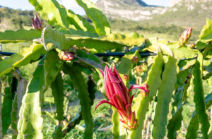 COOPCHAPADA, produtora de morango, amora, mirtilo, framboesa e maracujá