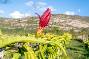COOPCHAPADA, produtora de morango, amora, mirtilo, framboesa e maracujá