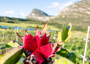 COOPCHAPADA, produtora de morango, amora, mirtilo, framboesa e maracujá