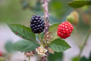 COOPCHAPADA, produtora de morango, amora, mirtilo, framboesa e maracujá