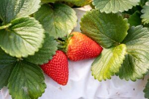 COOPCHAPADA, produtora de morango, amora, mirtilo, framboesa e maracujá