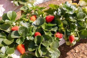 COOPCHAPADA, produtora de morango, amora, mirtilo, framboesa e maracujá