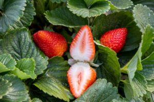 COOPCHAPADA, produtora de morango, amora, mirtilo, framboesa e maracujá