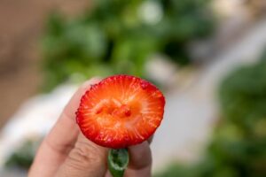 COOPCHAPADA, produtora de morango, amora, mirtilo, framboesa e maracujá