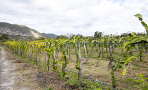 COOPCHAPADA, produtora de morango, amora, mirtilo, framboesa e maracujá